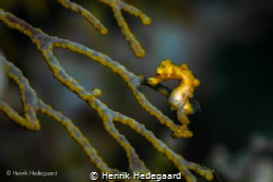 Denise's pygmy seahorse (Hippocampus denise)
Taken at Mo... by Henrik Hedegaard 